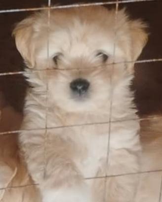 Cucciolo di maltese