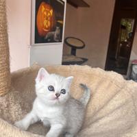 British shorthair tabby white femmina