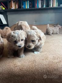 Maltipoo