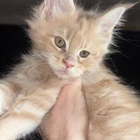 Cuccioli di Maine Coon