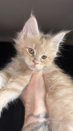 Cuccioli di Maine Coon