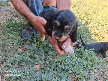 Cuccioli cane