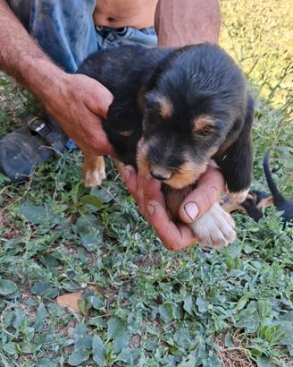 Cuccioli cane