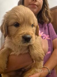 Cucciola golden linea angloamericana