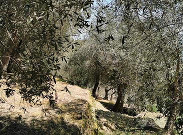 Uliveto in posizione soleggiata scorcio Vista Mar