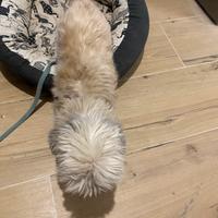 Shi-tzu