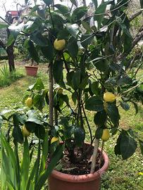 Piante di limoni
