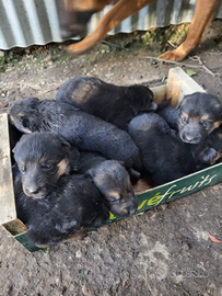 Cuccioli pastore tedesco
