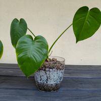 monstera deliciosa in idroponica
