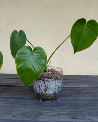 monstera deliciosa in idroponica