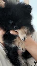 Spiz di Pomerania