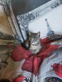 Gattino Soriano Simil Certosino