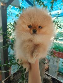 Spitz di Pomerania nano