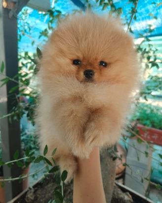 Spitz di Pomerania nano