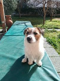 Camerira/Colaboratrice fam/Assistenza anziani