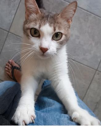 Gattina bianca e grigia di un anno e mezzo