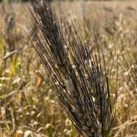 Grano Senatore Cappelli