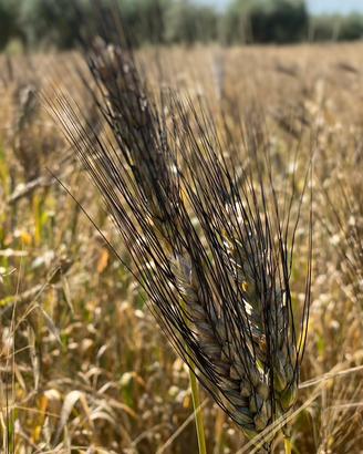 Grano Senatore Cappelli