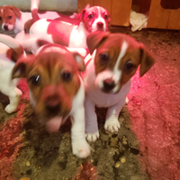 Cuccioli razza jack russel terrier