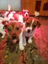 Cuccioli razza jack russel terrier