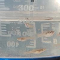 Avannotti ENDLER puri