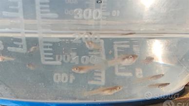 Avannotti ENDLER puri