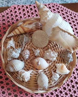 conchiglie 🐚 da collezione 