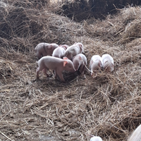 Suinetti di razza large white