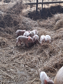 Suinetti di razza large white