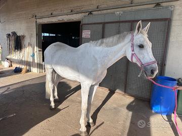 Cavallo