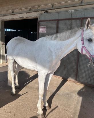 Cavallo