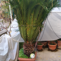 Cycas