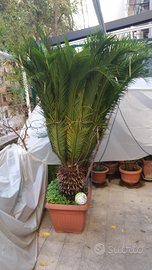 Cycas