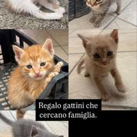 Cuccioli di gatto