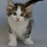 Gatto siberiano cucciolo