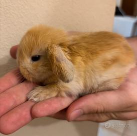 Cuccioli coniglio ariete Minilop