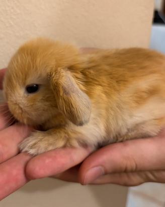 Cuccioli coniglio ariete Minilop