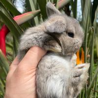 Coniglietti arieti nani