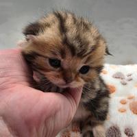 Cucciolo scottish fold