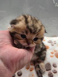 Cucciolo scottish fold