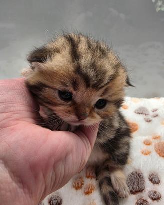 Cucciolo scottish fold