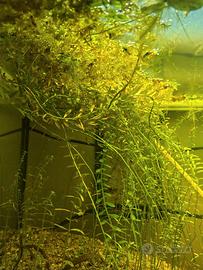 Mazzetti potature di Rotala Rotundifolia 