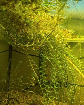 Mazzetti potature di Rotala Rotundifolia 