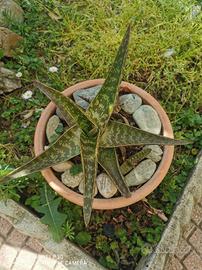 Aloe Maculata - Elegante pianta succulenta