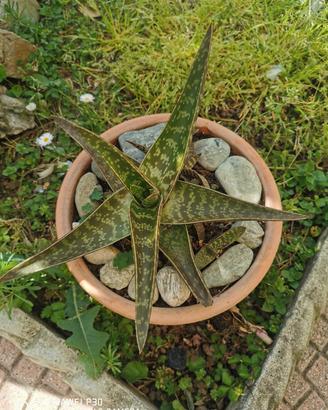 Aloe Maculata - Elegante pianta succulenta