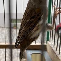 Canarina Arlecchino Portoghese