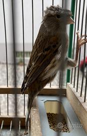 Canarina Arlecchino Portoghese