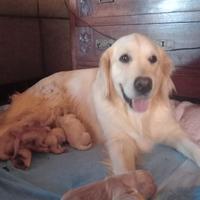 Cuccioli Golden Retriever