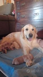 Cuccioli Golden Retriever