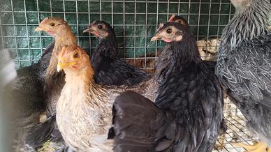 Trio polletti